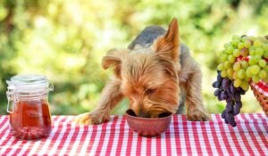 Can Dogs Have Grapeseed Oil Safe