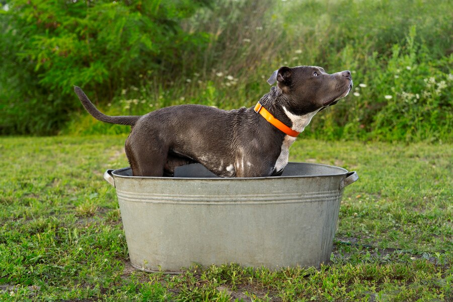 Can You Pepper Spray a Dog Expert Advice