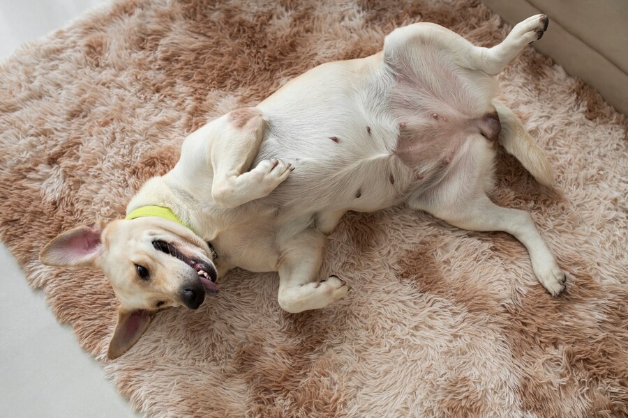 How to Clean Cowhide Rug Dog Urine