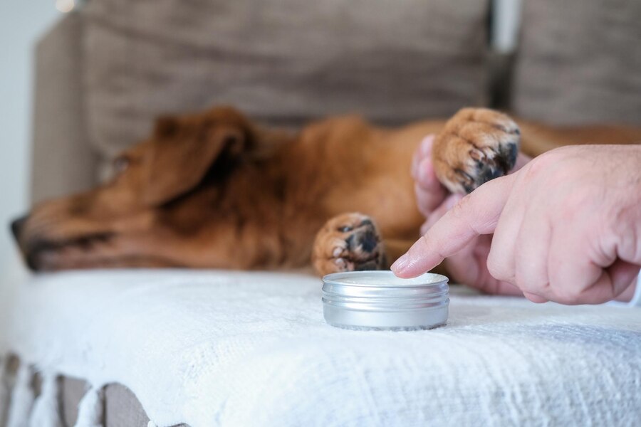 How to Treat Dog Paw Infection at Home