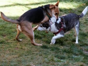 How to Stop Dog from Barking at Other Dogs