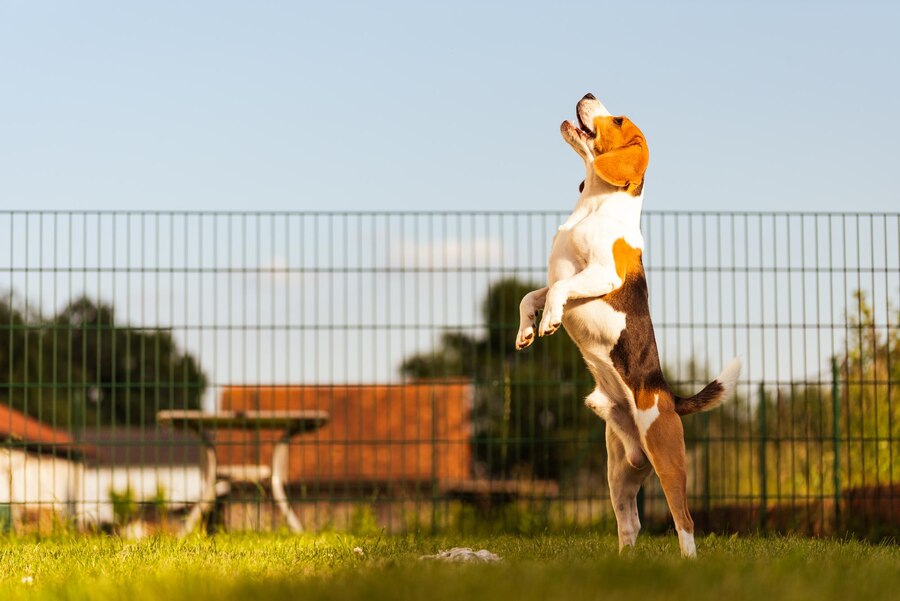 How Do You Keep a Dog from Jumping a Fence