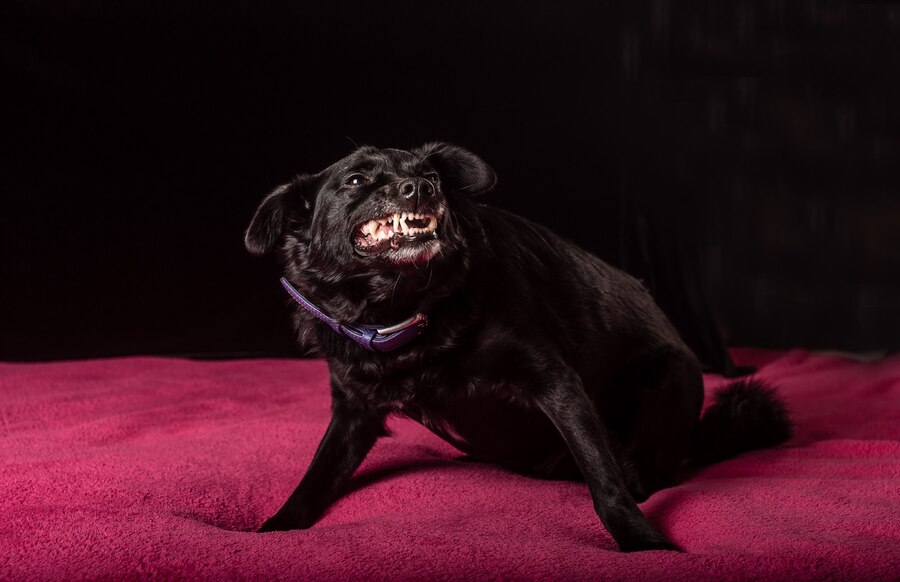 I Do When I See an Unleashed Dog