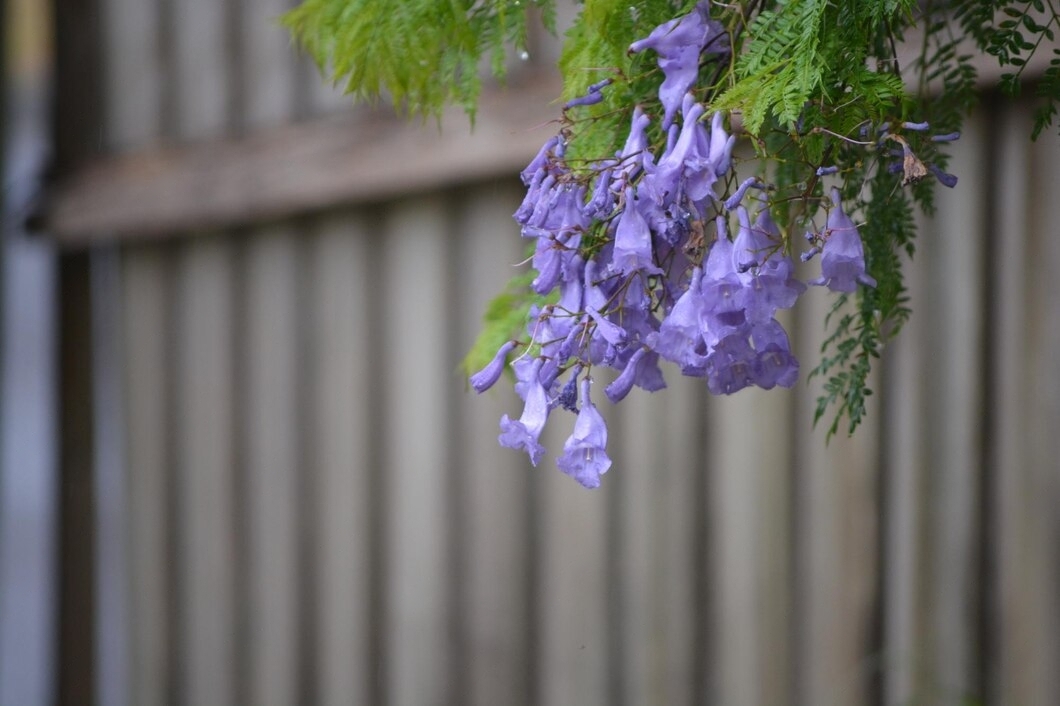 Is Wisteria Toxic to Dogs