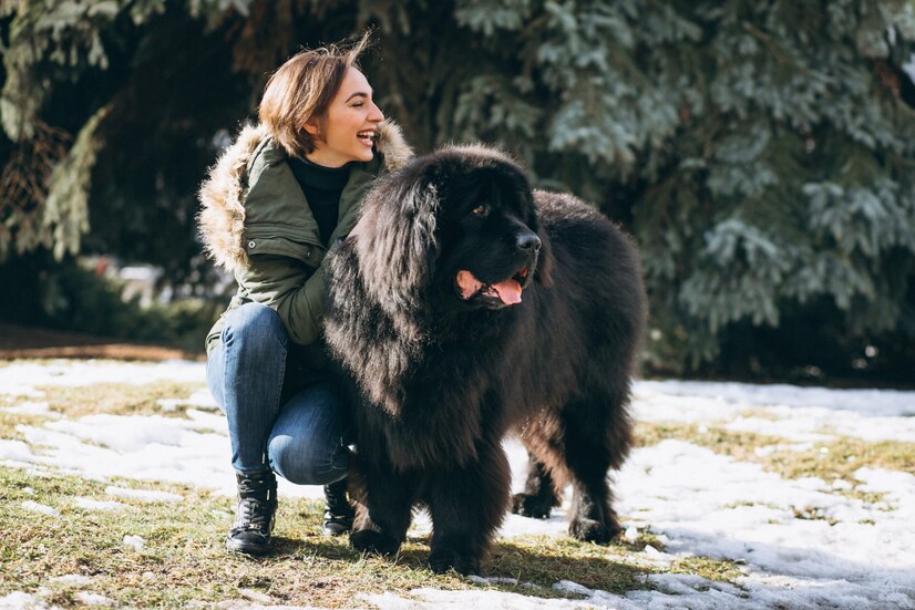 Do Newfoundland Dogs Drool