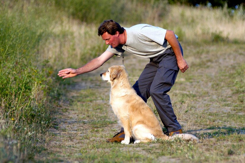 How to Train a Great Pyrenees Dog