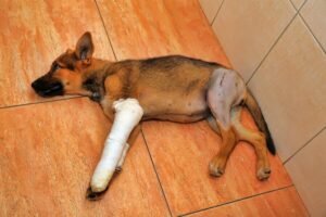 When to Put a Dog down With Torn ACL