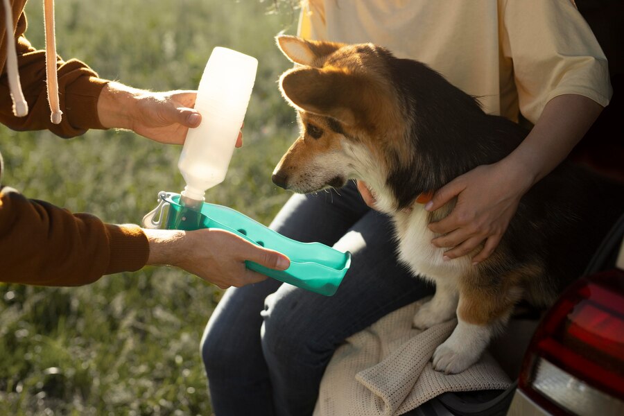 Can Dogs Drink Alkaline Water