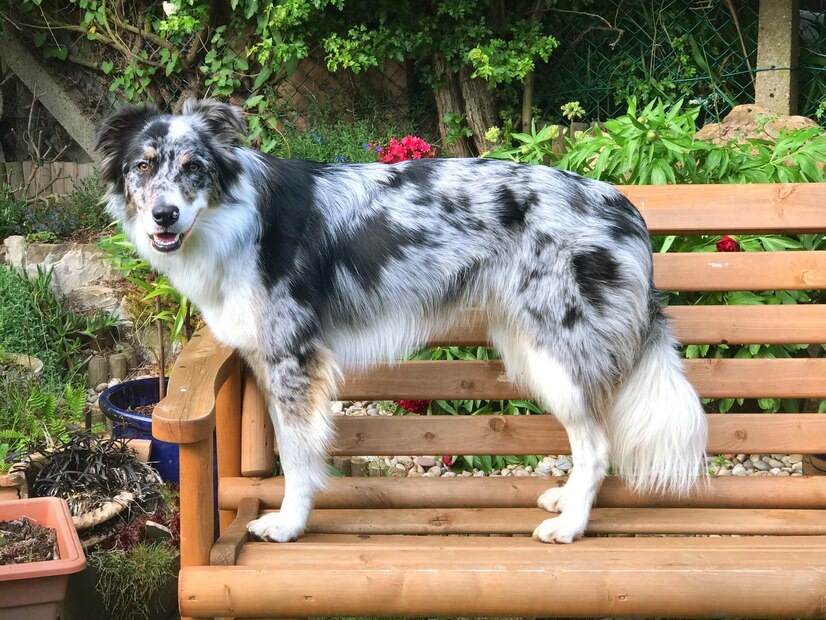 Are Australian Shepherd Dogs Hypoallergenic