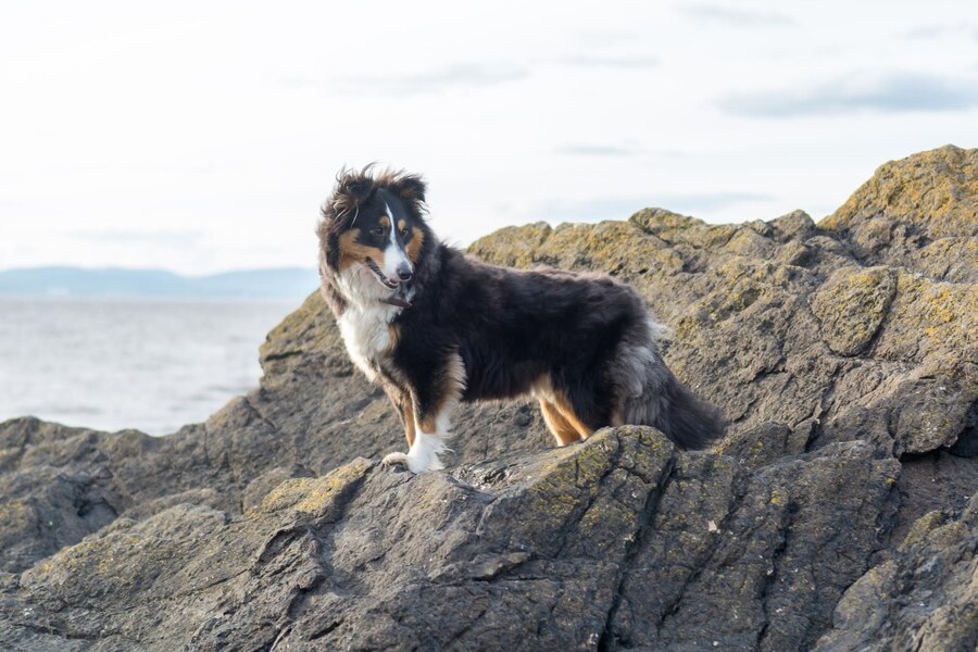 Australian Shepherds Tails Docked