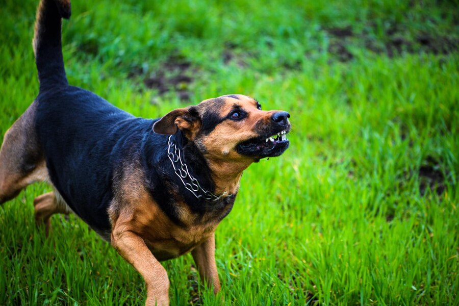 Why is Your Dog Growling at Nothing