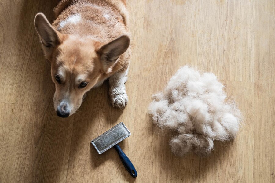 How Do Your Get Dog Hair Out of Carpet Remove 7 Tricks