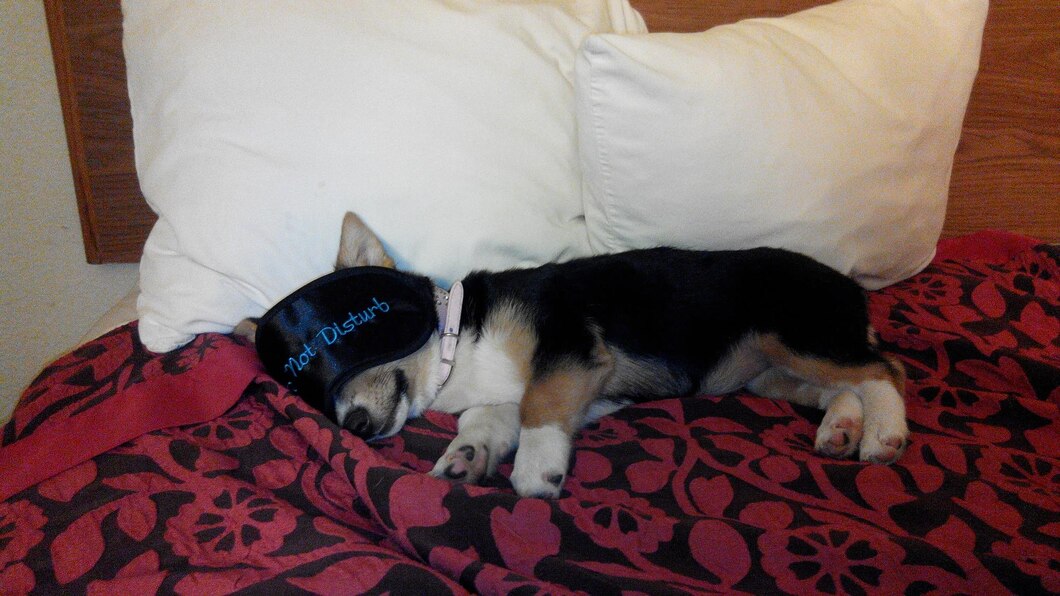 Why Does My Dog Howl in His Sleep, is this normal