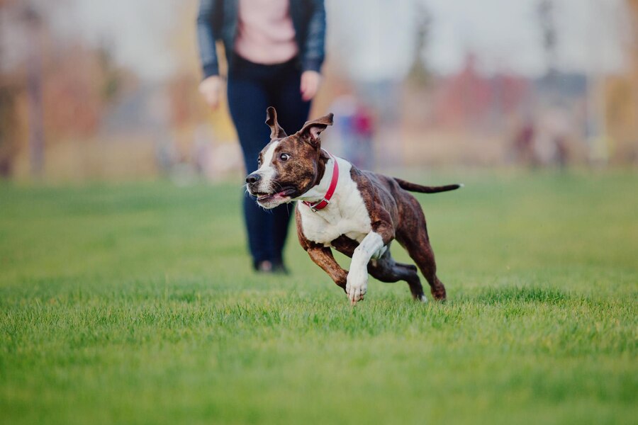 Why Does Your Dog Run Away from You