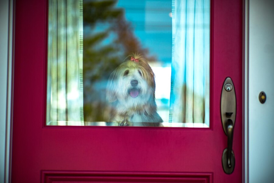 Dog is Whining at the Closed Door