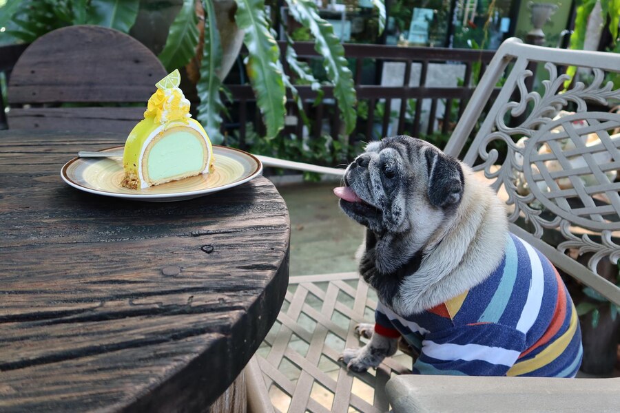 Can Dogs Have Whipped Cream from Starbucks