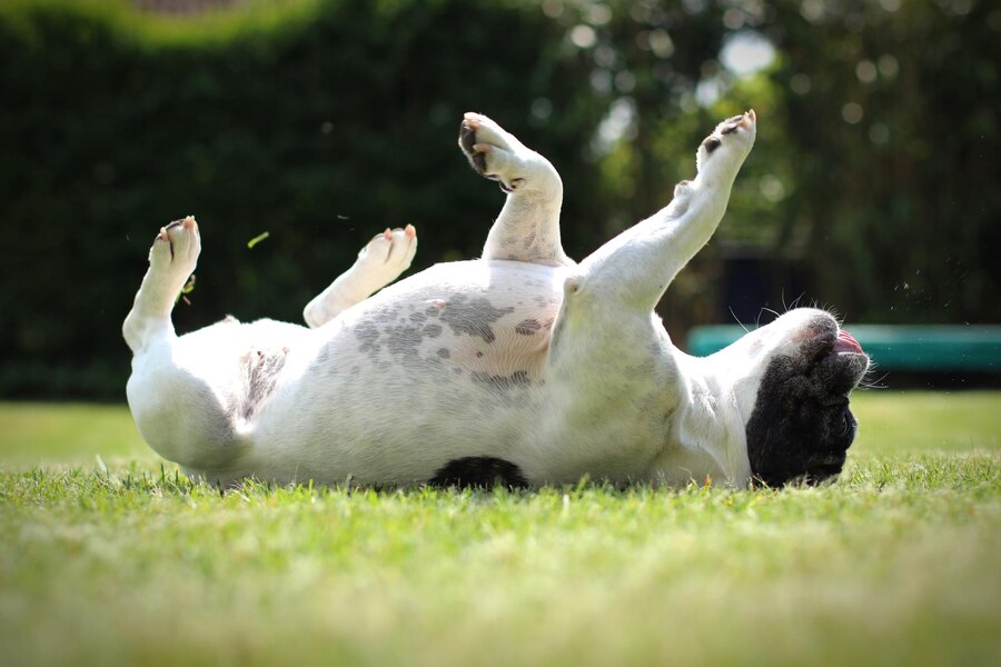 Dogs Roll around on Their Back