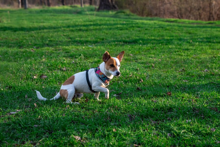 How Can I Keep Dogs off Your Lawn