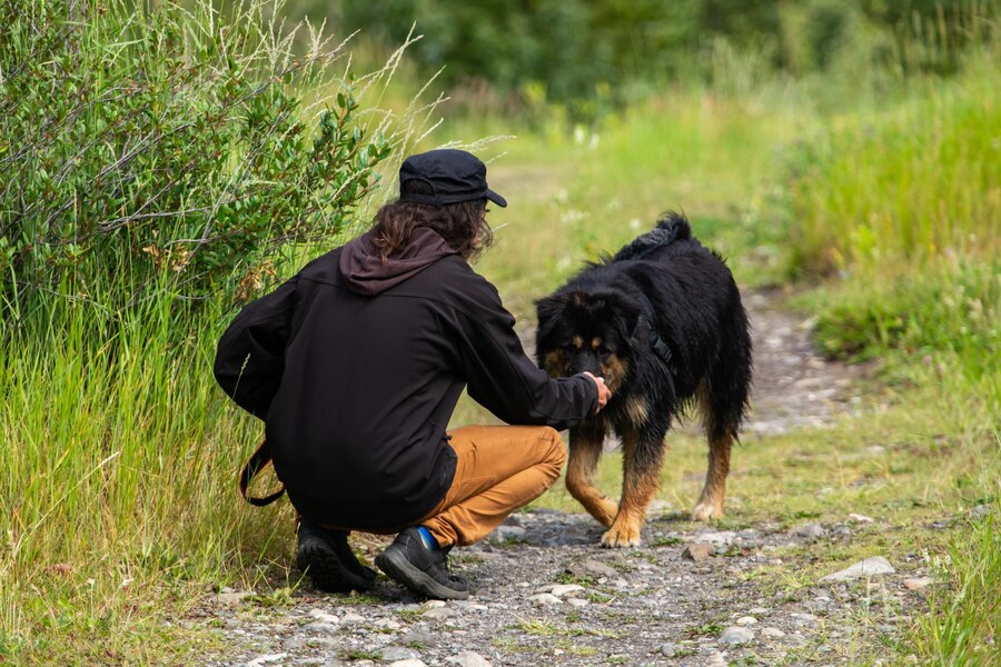 What to Do If Your Finding a Lost Dog