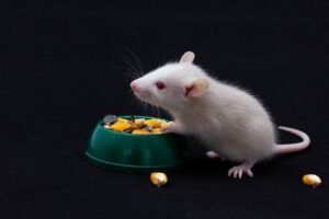 Do Mice Eat Dog Food