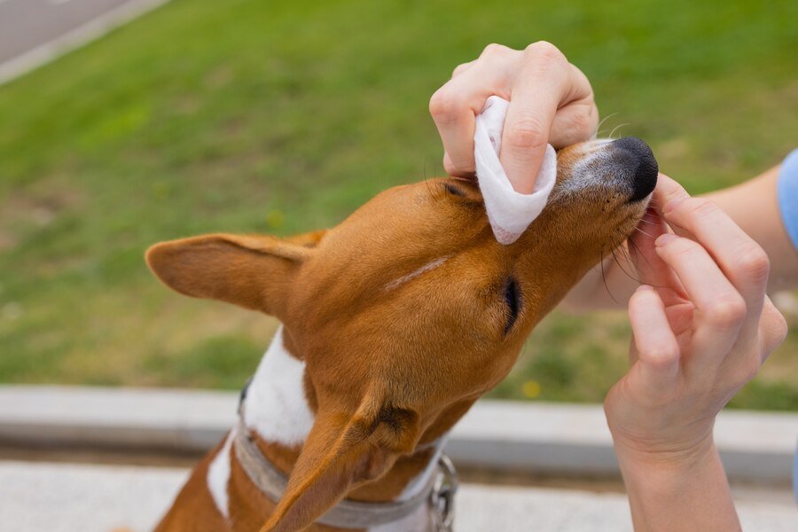 Can You Use Baby Wipes on Dogs