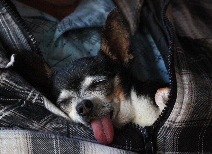Why Do Dogs Sleep With Their Tongue Out​