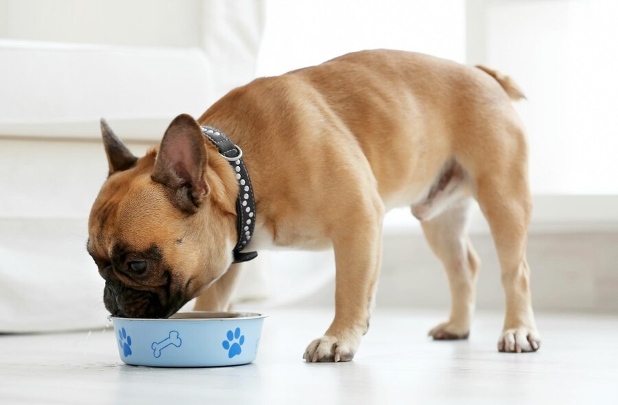 How Much Should a French Bulldog Eat