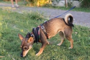 Bark Collars Bad for Dogs