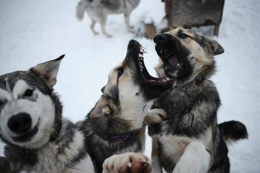 Are Border Collies Aggressive Dogs, Expert Explained