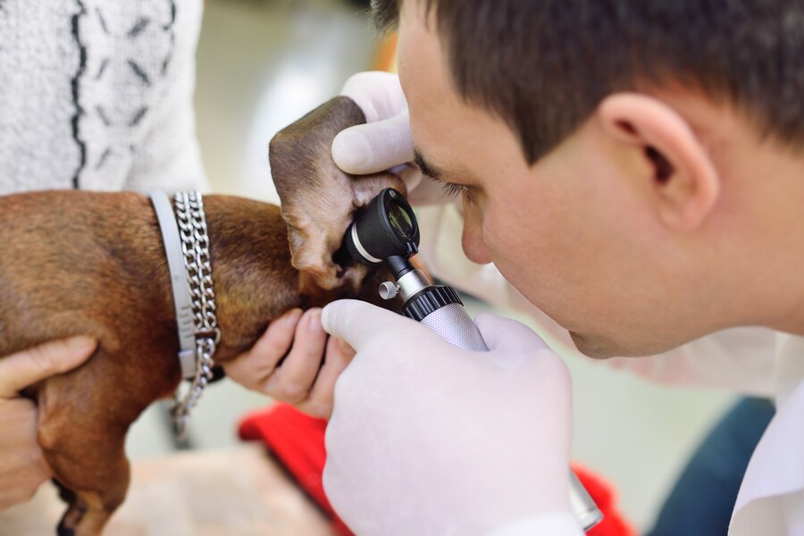 Can You Pierce a Dog’S Ear, Dog Ear Piercing