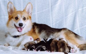 How to Tell If a Dog Has Had Puppies Before