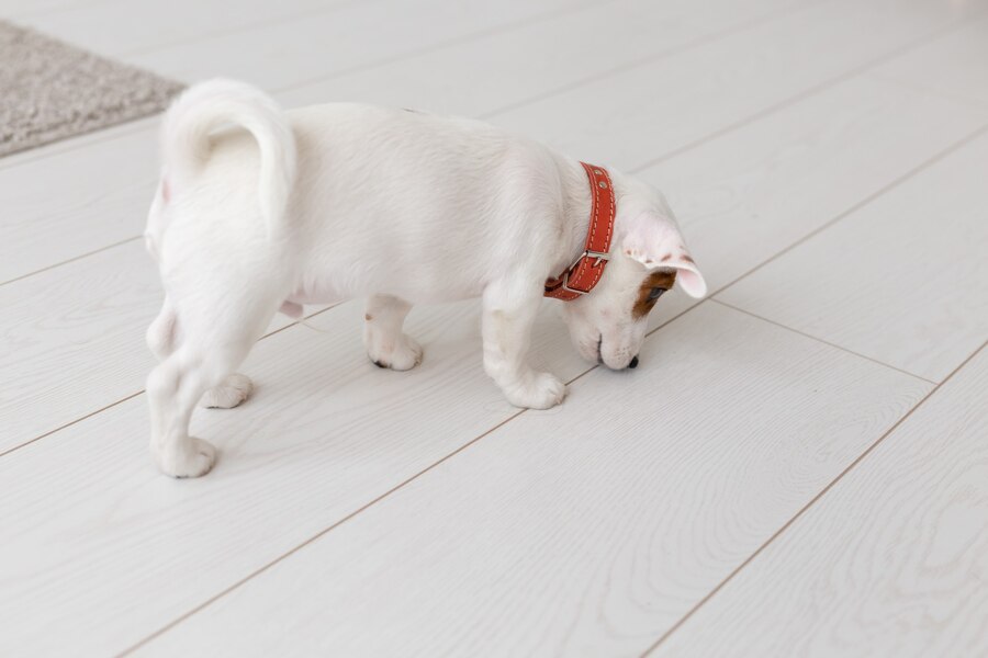 How Do You Stop a Dog Peeing on the Carpet