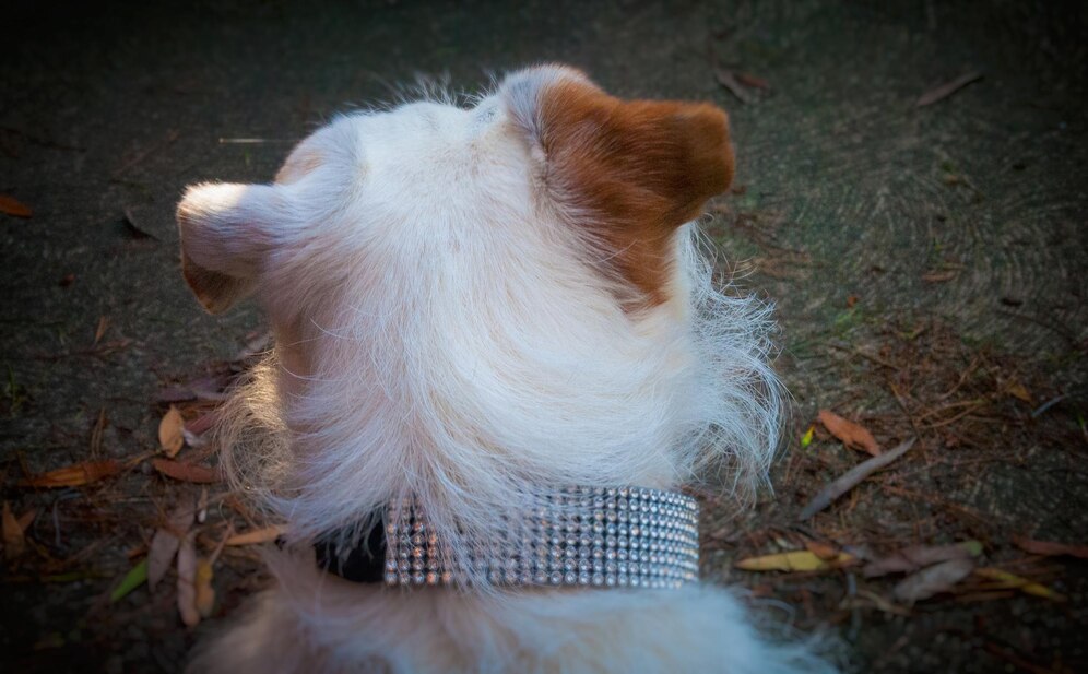 Dog Whiskers Grow Back