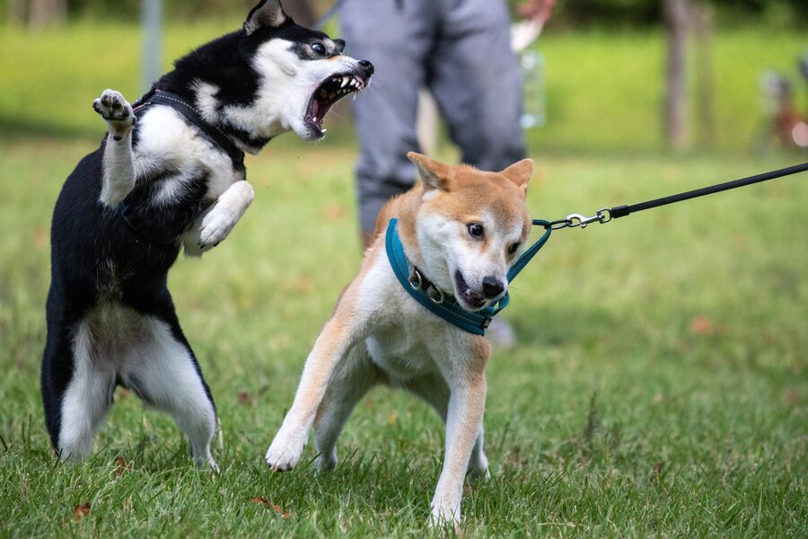 How to Stop Your Dog from Barking at Other Dogs