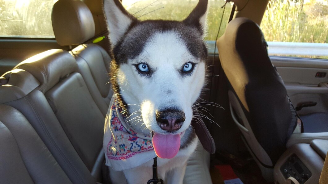 Does Your Dogs Cry in the Car