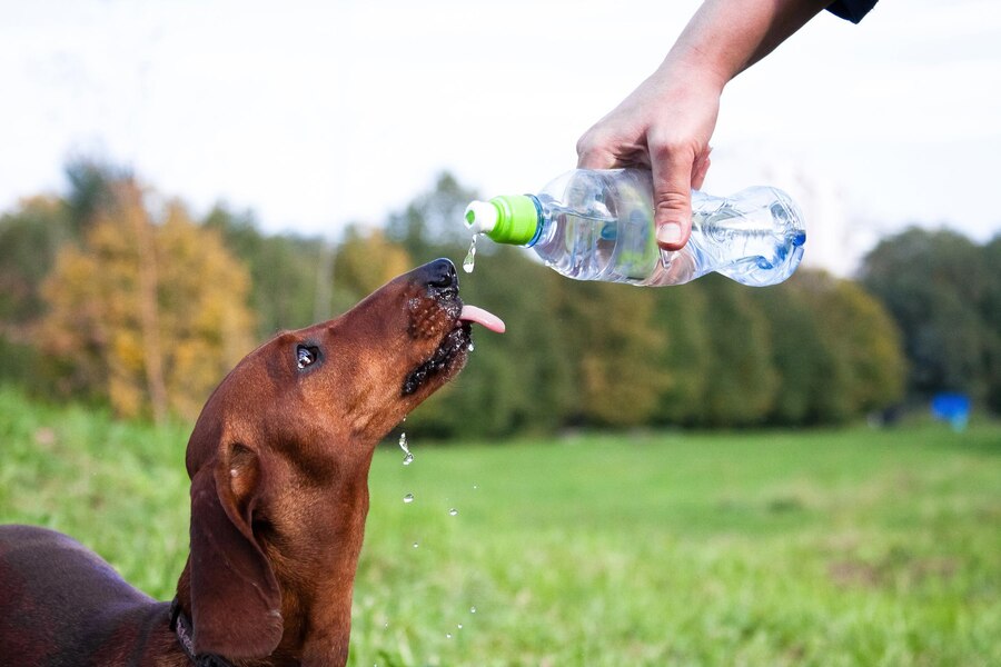 Dogs Drink Powerade