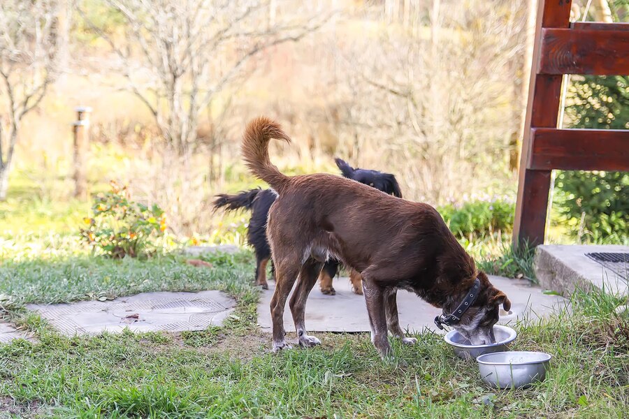 Can Dogs Eat Cow Hooves​, Dog Food Review (2025)