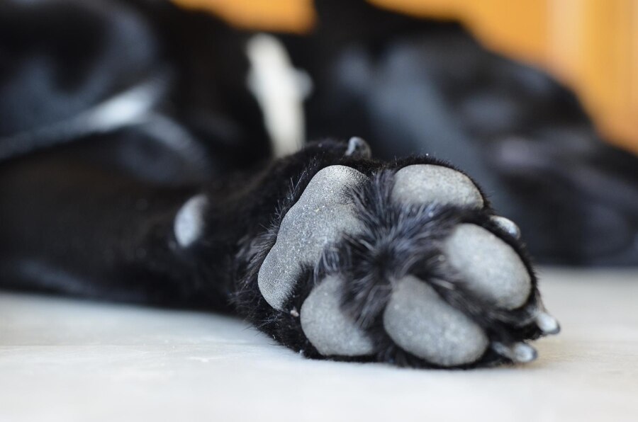 Why are Your Dog’s Nails Black