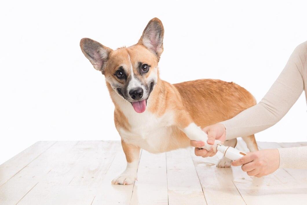 How to Get Gum off Dog Paw