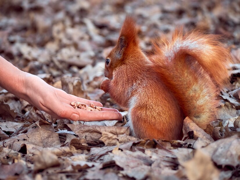 Do Squirrels Eat Dog Food