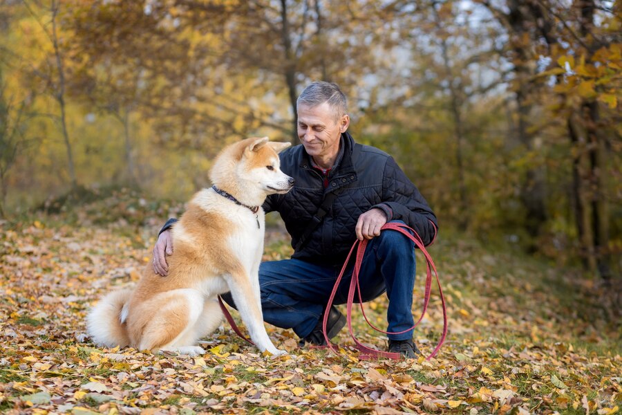 Can You Train an Older Dog