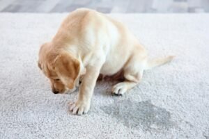 How to Stop Dog from Peeing on Rug