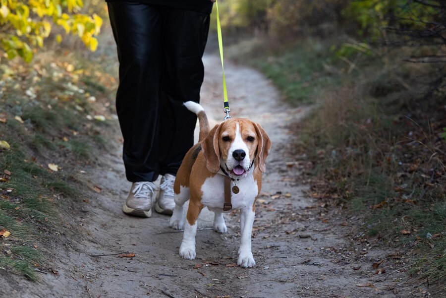 Why is My Dog Walking Weird