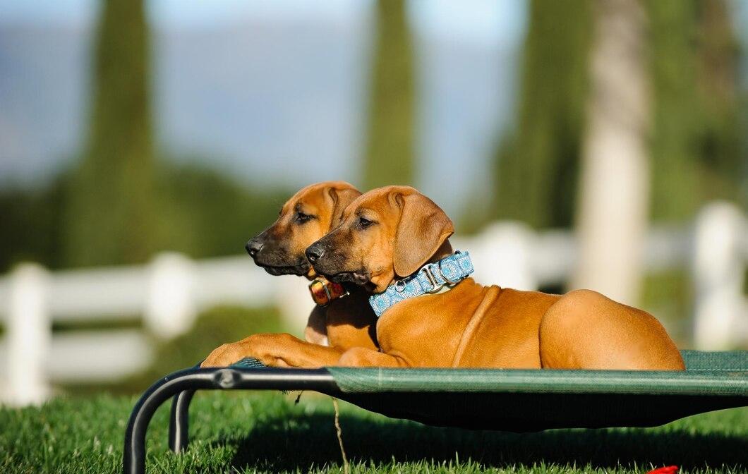 Why Do Dogs Like to Sunbathe