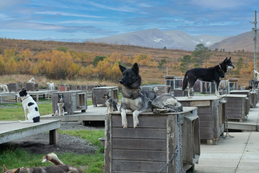 Do Australian Shepherds Shed a Lot