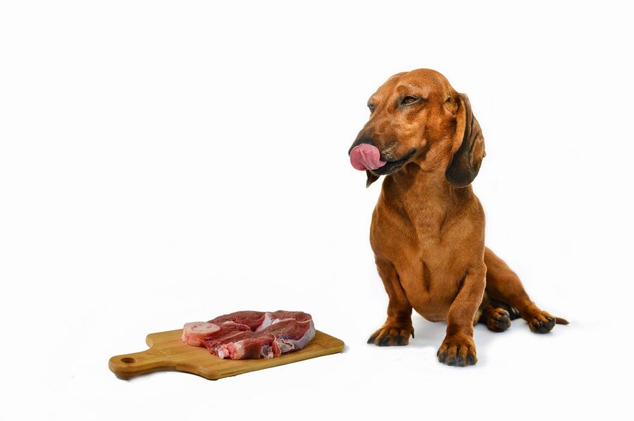 Can Dogs Eat T Bone Steak Bones
