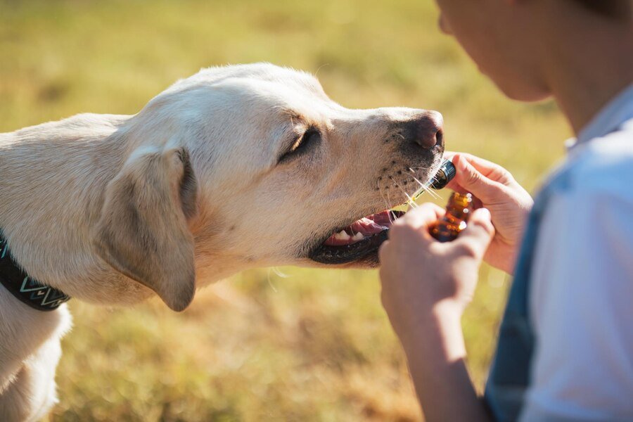 Can Dogs Have Peppermint Oil