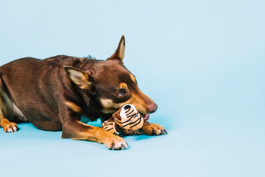 Dog Choke on a Small Figurine