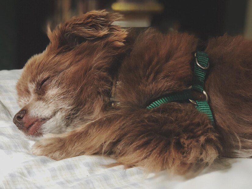 Why is Your Dogs Crying in His Sleep