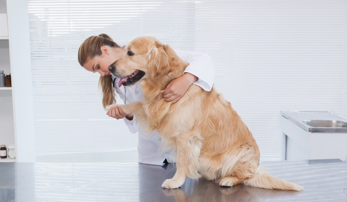 How to Make Your Dog Smell Better Without a Bath
